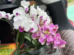 -龙大花卉苗木市场