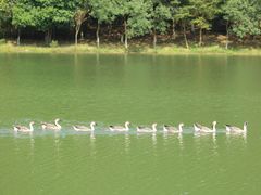 -广州白江湖森林公园