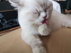 -瞄一喵猫咖(格力海岸店)