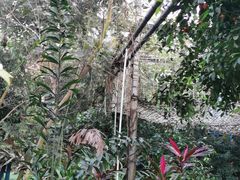 -呀路古热带植物园
