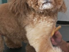 -喵汪萌宠屋旗舰店.洗澡美容.猫狗基地