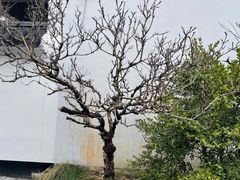-南汇桃花村