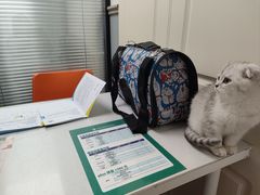 -伟伟宠物医院·CT影像中心·瑞派犬猫综合性门诊(汉口总院)