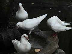 -西安大兴善寺