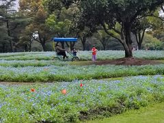 -上海滨江森林公园