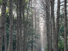 -上海滨江森林公园