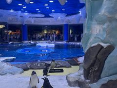 -上海海昌海洋公园
