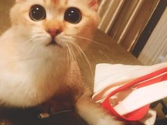 -猫大福·Fortune Cat猫舍(百子湾店)