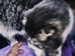 -爱诺耐芙动物医院(万博店)