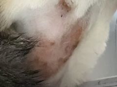 -唐小姐の猫狗洗护·购宠旗舰店(周浦万达店)