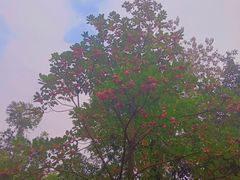 -广州白江湖森林公园