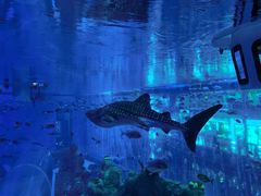 -成都浩海立方海洋公园
