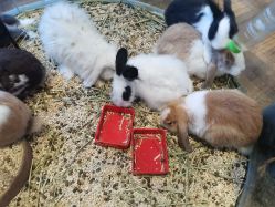 -卡通尼·Safari非洲探索乐园·生日会(金桥国际商业广场店)