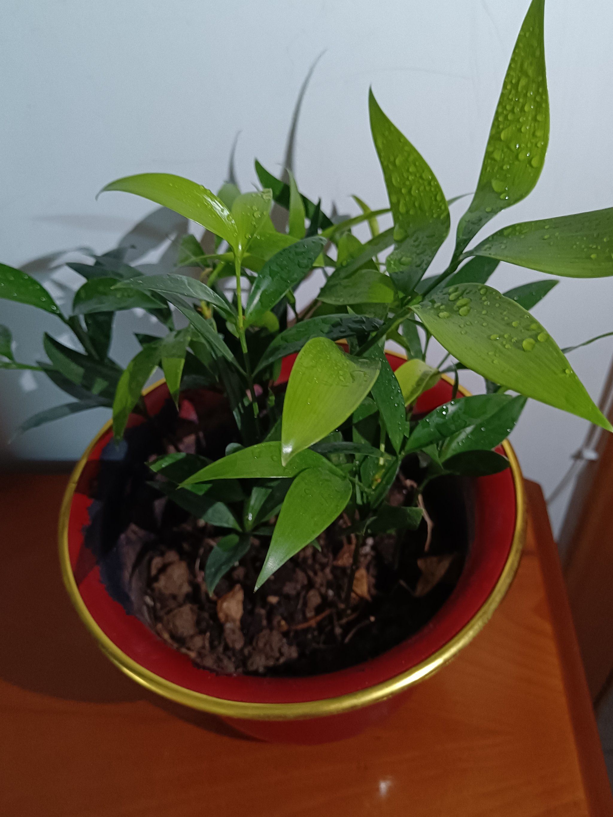 捕蚊草别名