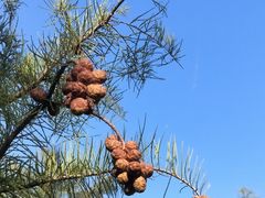 -昆山城市生态森林公园