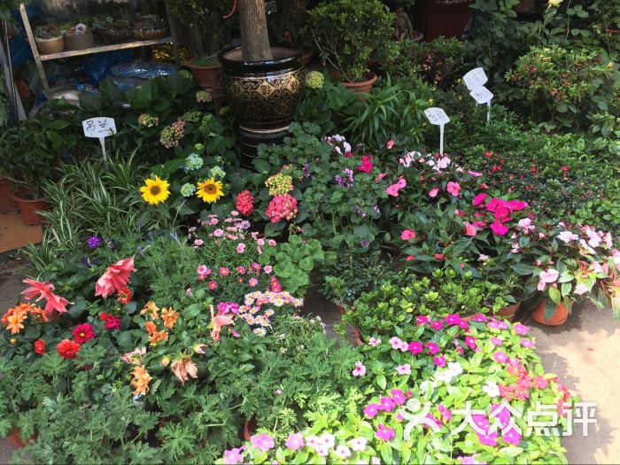 三林花鸟市场图片 - 第72张