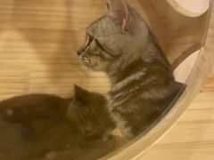 -猫咪派对(江南西店)