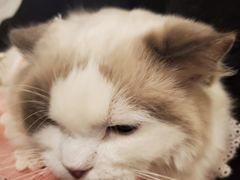 -喵喵咪呀布偶猫咖(春熙路店)