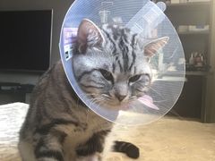 -芭比堂宠物医院·全科爱猫医院·仁德分院