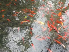 -西湖外事游船(花港观鱼码头)