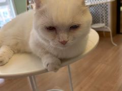 -MOYOYO猫咪咖啡店