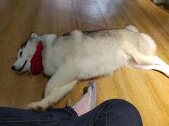 -Husky Go! 哈士奇体验馆·宠物咖啡厅狗咖