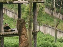 -中国大熊猫保护研究中心雅安碧峰峡基地