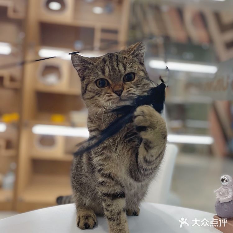 Universe猫宇 | 天河靠谱猫舍‼️