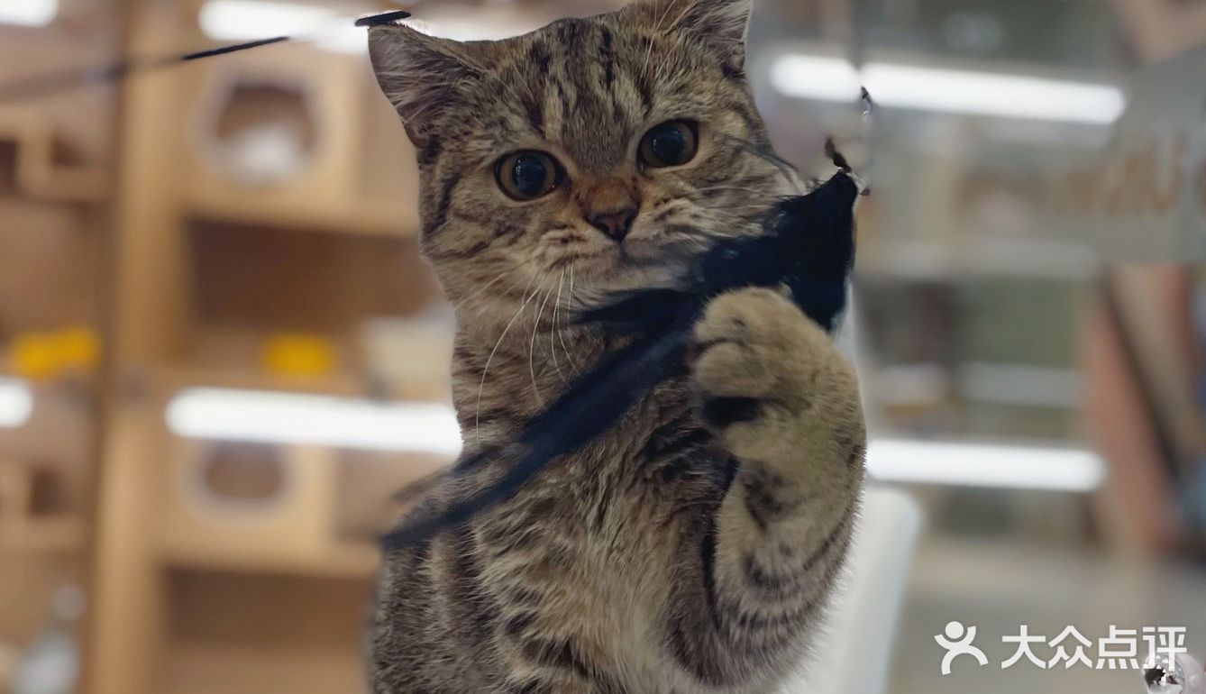 Universe猫宇 | 天河靠谱猫舍‼️