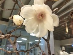 -鸢飞潍坊菜馆(鸢飞大酒店)