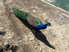 -新疆天山野生动物园