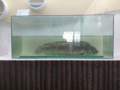 -泗洪洪泽湖湿地景区