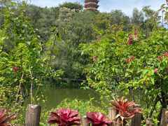 -深圳仙湖植物园