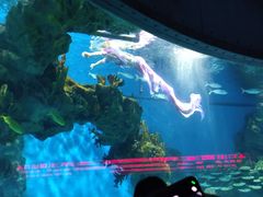 -海合安武汉极地海洋公园