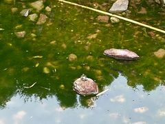 -龙头寺公园
