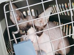 -艾贝尔宠物医院·24H转诊中心·肿瘤猫专科(江宁双龙店)