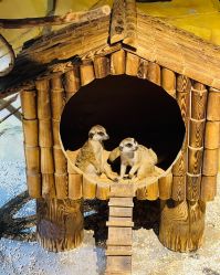 -未来动物城动物主题公园(大悦城店)