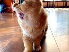-蓝鲸·缅因猫舍