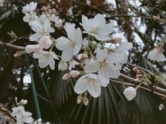景点-武汉大学-樱园