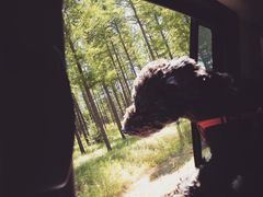 -塞罕坝国家级自然保护区