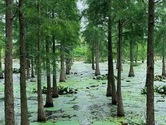 -池杉湖湿地公园