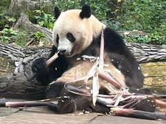 -中国大熊猫保护研究中心雅安碧峰峡基地