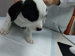 -联合动物医院(光谷诊疗中心)
