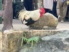 -海南槟榔谷黎苗文化旅游区