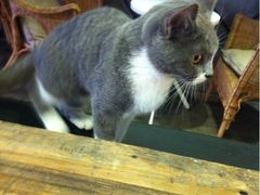 小灰-MIKAKU(万达广场上海宝山店)