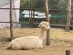 -青藏高原野生动物园