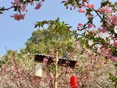 -东湖磨山景区樱花园-停车场