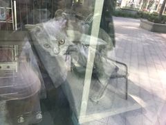 -爱宠屋pet shop·宠物洗澡·宠物美容