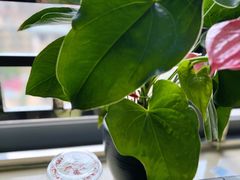 -茶月山·潮汕茶店(天河北店)