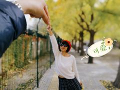-三里屯东五街银杏大道